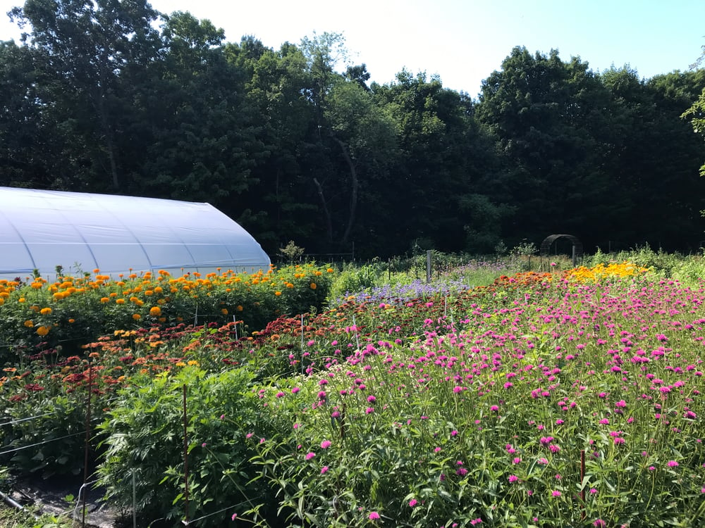 Farm field of flowers with a hoop house in the background.